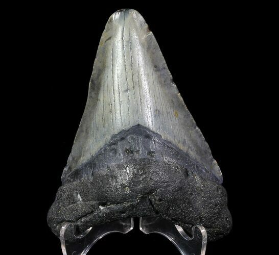 Fossil Megalodon Tooth - Georgia #65789